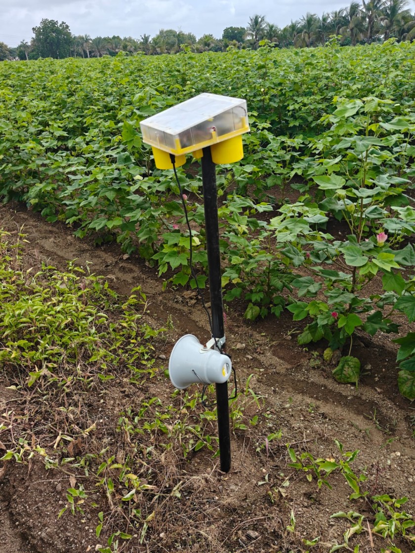 solar animal light
