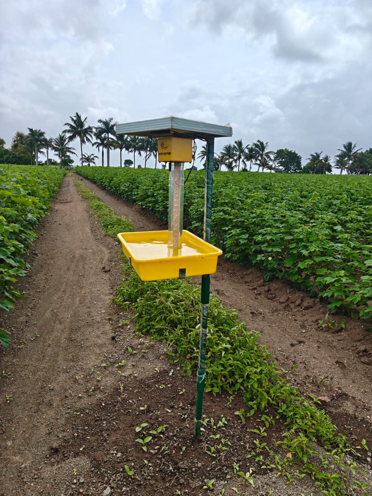 Solar Kitak light